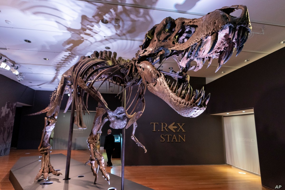 Jedan od najvećih skeleta T-rexa uskoro na prodaji