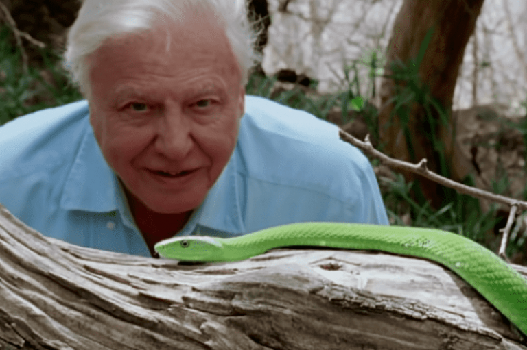 david attenborough