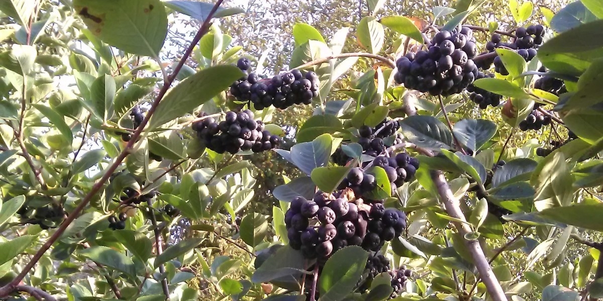 aronija