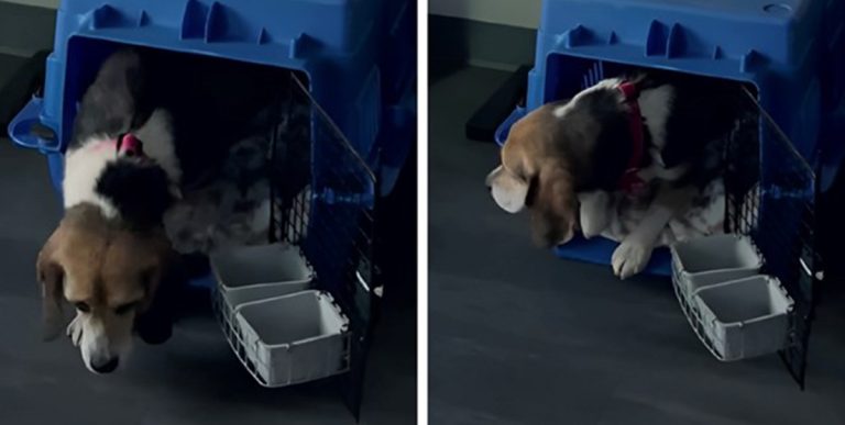 FOTO: TikTok / Index.hr