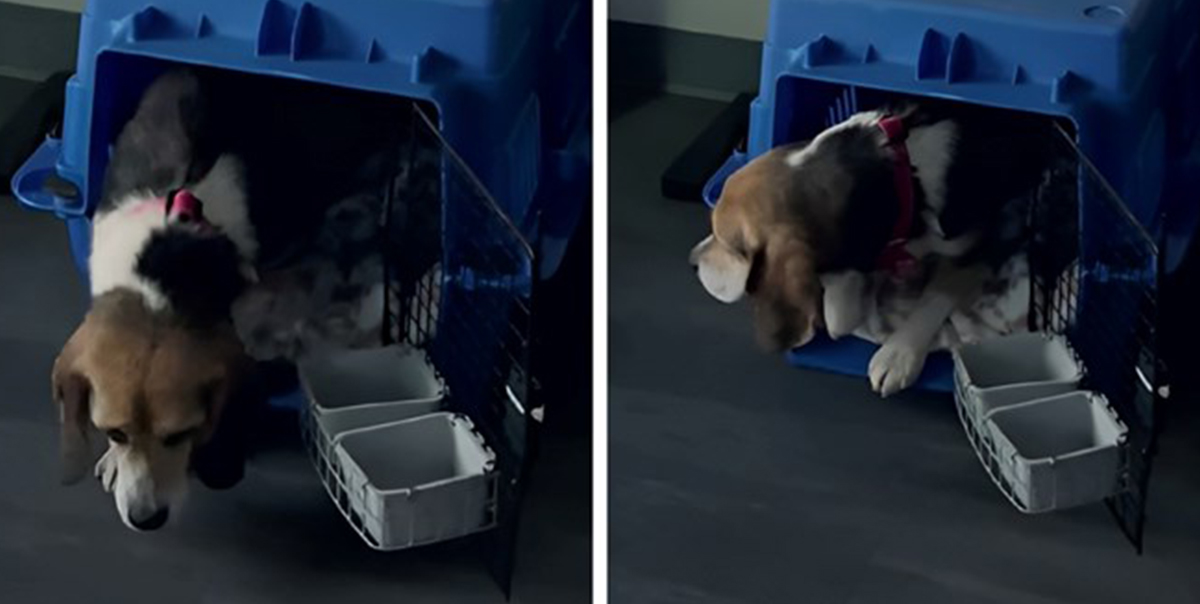 FOTO: TikTok / Index.hr