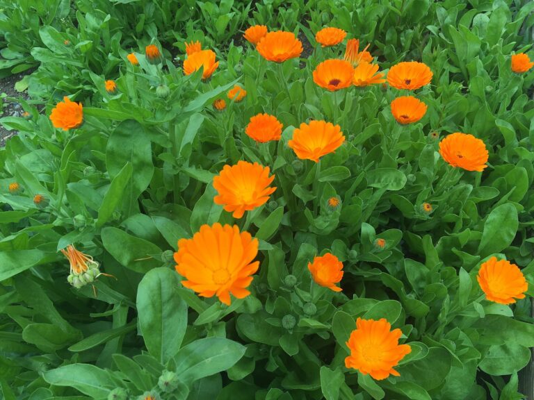 Calendula_officinalis