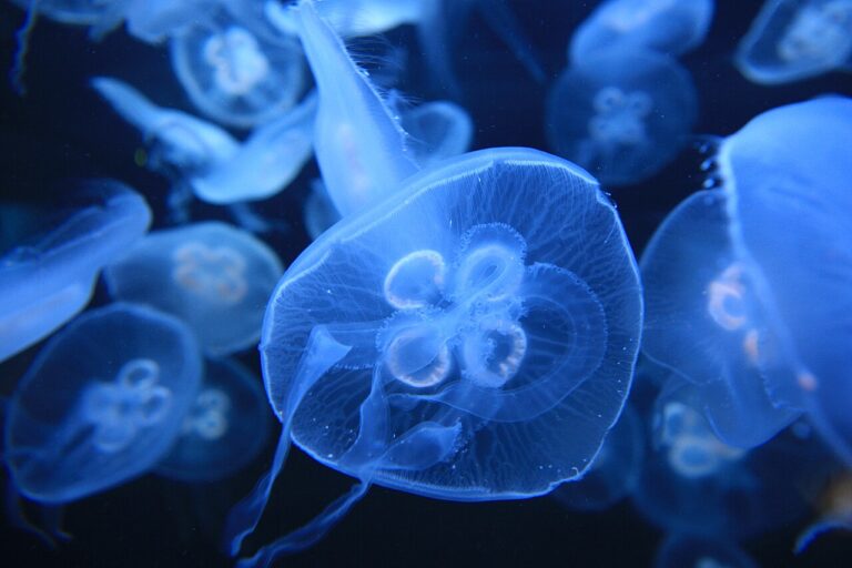meduza