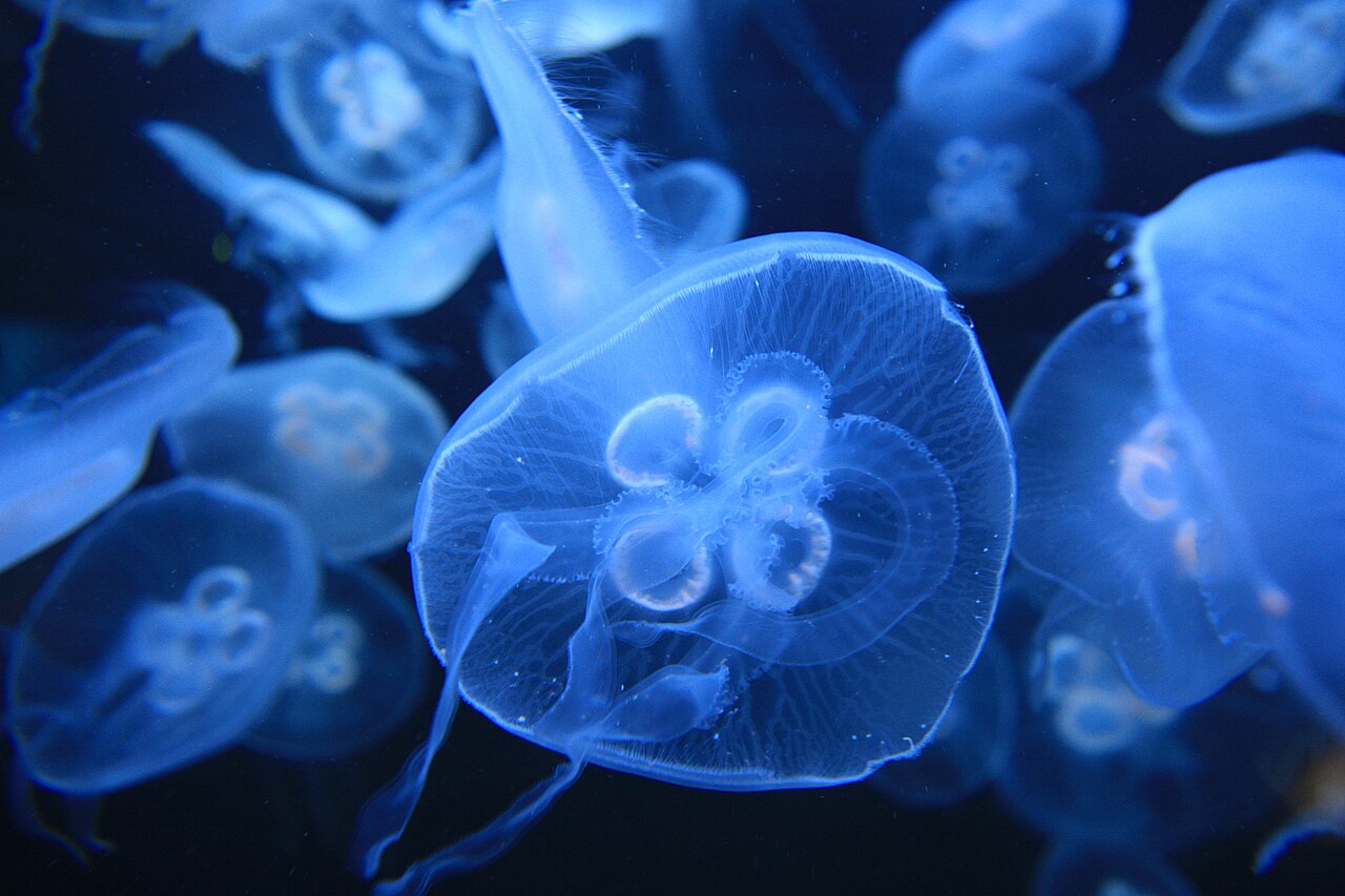 meduza